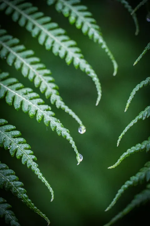 Rain Leaf Phone Wallpaper · rain · 1440×2160