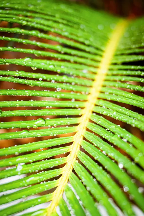 Rain Leaf Phone Wallpaper · rain · 1440×2160
