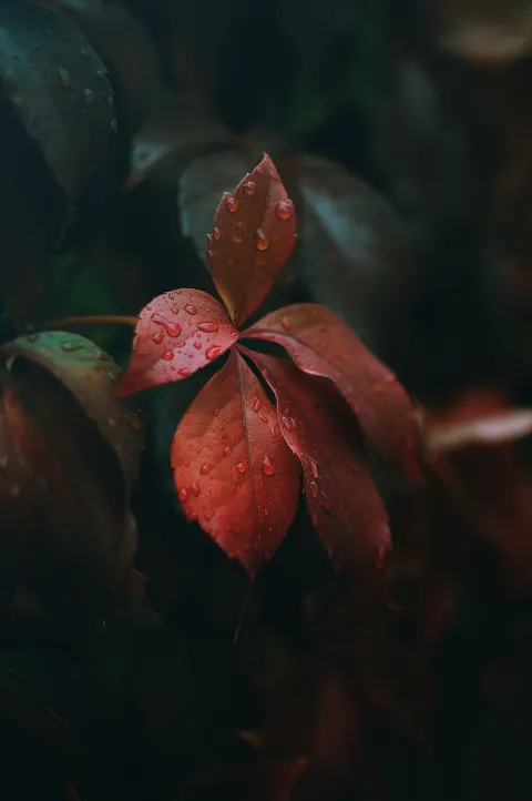 Rain Leaf Phone Wallpaper · rain · 1440×2166