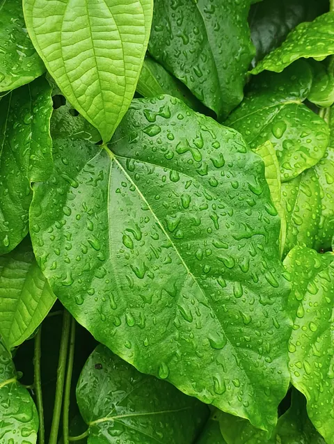 Rain Leaf Phone Wallpaper · rain · 1440×1913