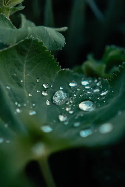 Rain Leaf Phone Wallpaper · rain · 1440×2160