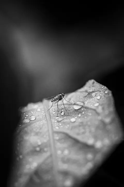 Rain Leaf Phone Wallpaper · rain · 1440×2160