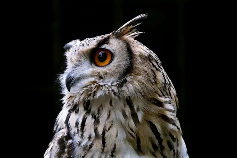 Fondo de pantalla Búho 4K · animals · 3840×2560