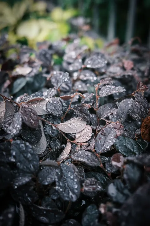 Rain Leaf Phone Wallpaper · rain · 1440×2160