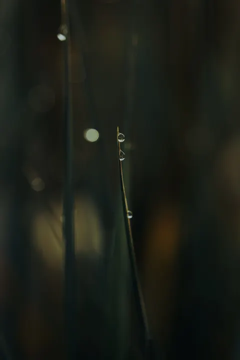 Rain Leaf Phone Wallpaper · rain · 1440×2160