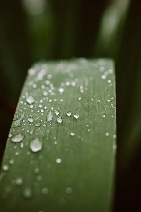 Rain Leaf Phone Wallpaper · rain · 1440×2160