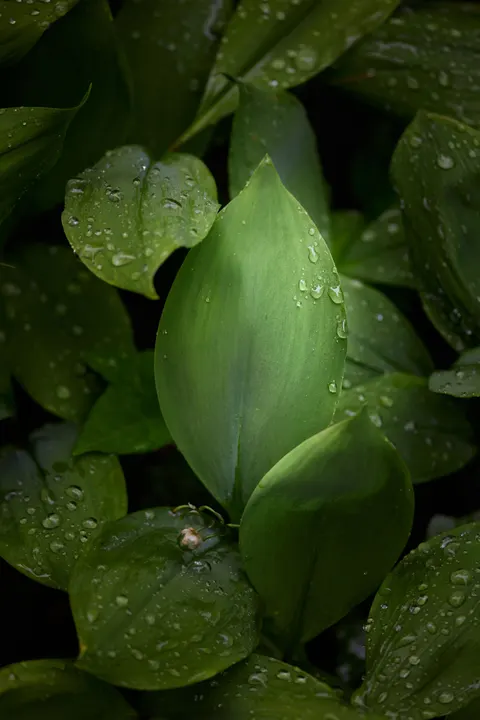 Rain Leaf Phone Wallpaper · rain · 1440×2159