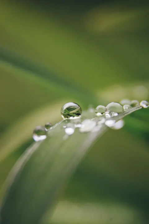 Rain Leaf Phone Wallpaper · rain · 1440×2160
