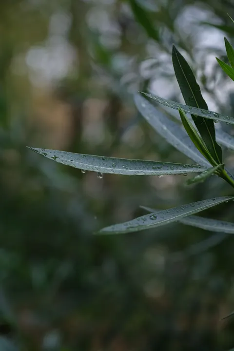 Rain Leaf Phone Wallpaper · rain · 1440×2160