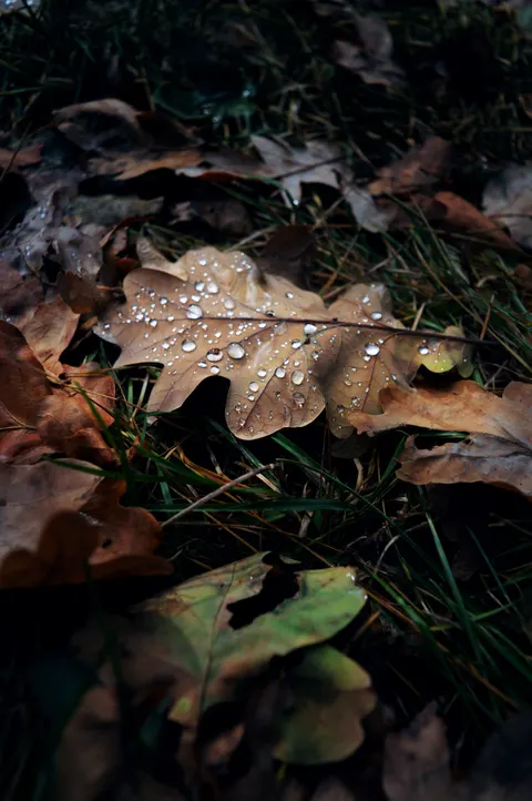 Rain Leaf Phone Wallpaper · rain · 1440×2166