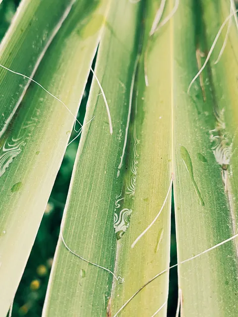 Rain Leaf Phone Wallpaper · rain · 1440×1920