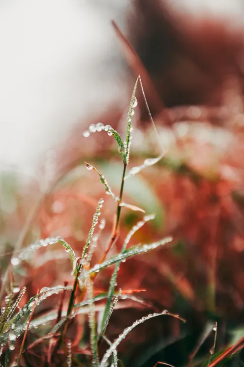 Rain Leaf Phone Wallpaper · rain · 1440×2160