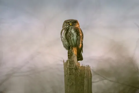Sfondo Gufo 4K · animals · 3840×2560