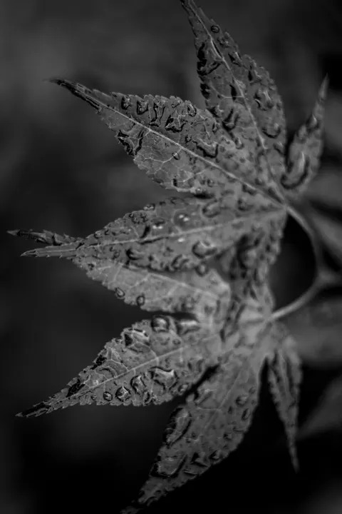 Rain Leaf Phone Wallpaper · rain · 1440×2160