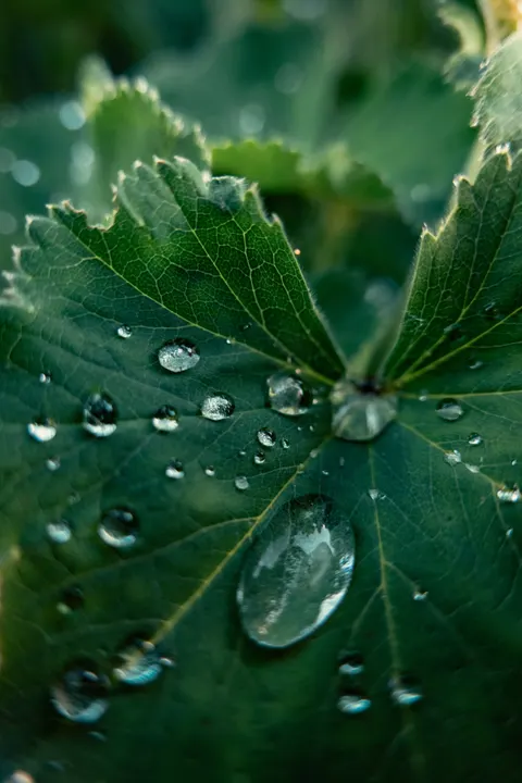 Rain Leaf Phone Wallpaper · rain · 1440×2160