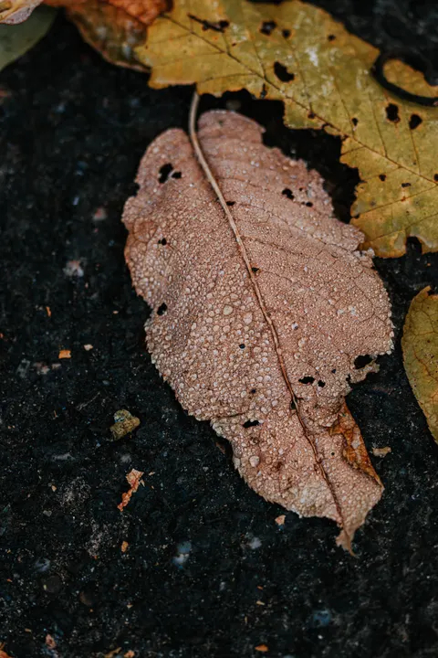 Rain Leaf Phone Wallpaper · rain · 1440×2160