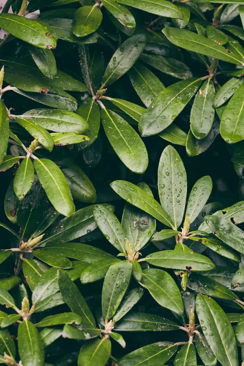 Rain Leaf Phone Wallpaper · rain · 1440×2160