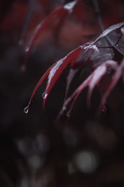 Rain Leaf Phone Wallpaper · rain · 1440×2160