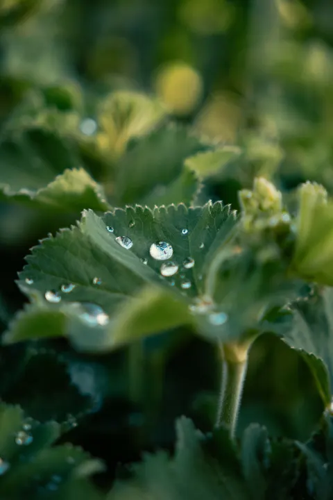 Rain Leaf Phone Wallpaper · rain · 1440×2160