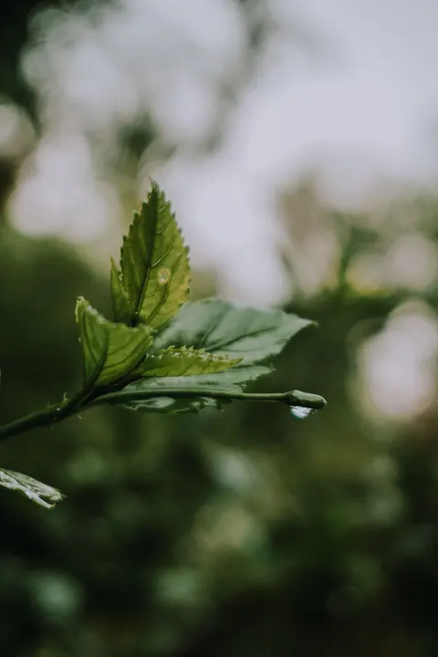 Rain Leaf Phone Wallpaper · rain · 1440×2160