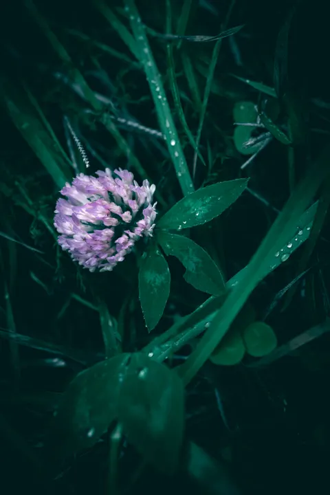 पत्ते पर बारिश की बूँद मोबाइल वॉलपेपर · rain · 1440×2160