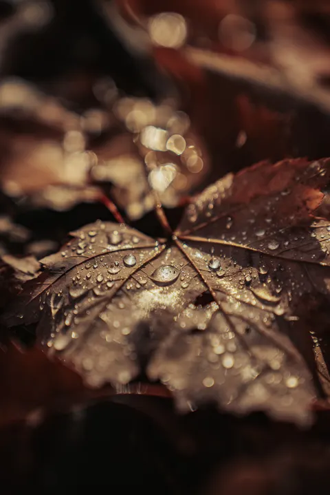 Rain Leaf Phone Wallpaper · rain · 1440×2157