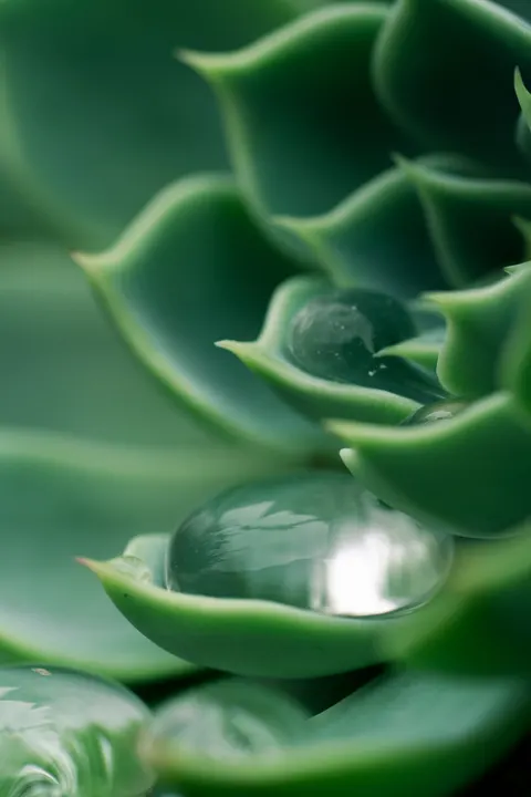 Rain Leaf Phone Wallpaper · rain · 1440×2160