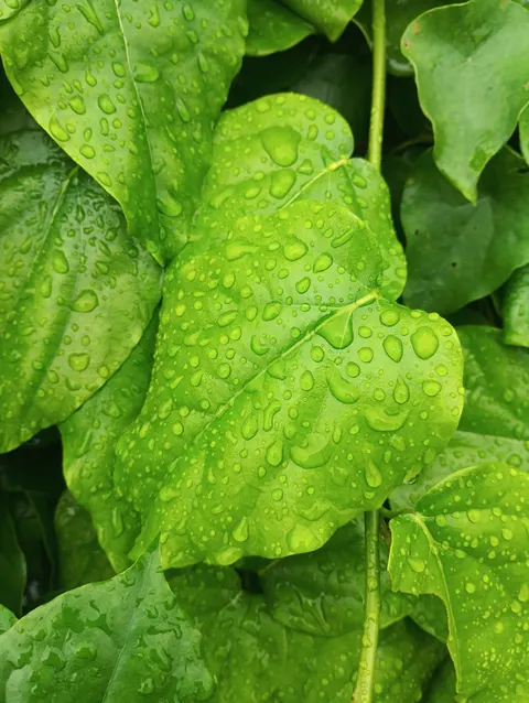 Rain Leaf Phone Wallpaper · rain · 1440×1913