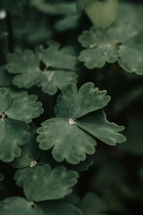 Rain Leaf Phone Wallpaper · rain · 1440×2160