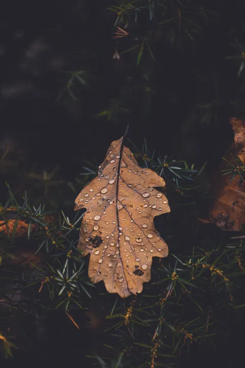 Rain Leaf Phone Wallpaper · rain · 1440×2160