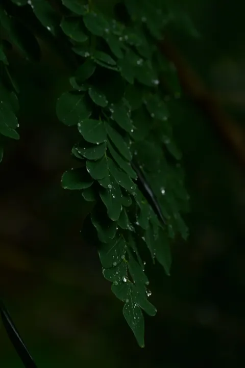 Rain Leaf Phone Wallpaper · rain · 1440×2166