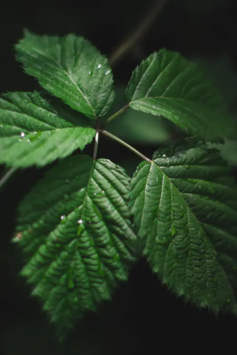 Rain Leaf Phone Wallpaper · rain · 1440×2160