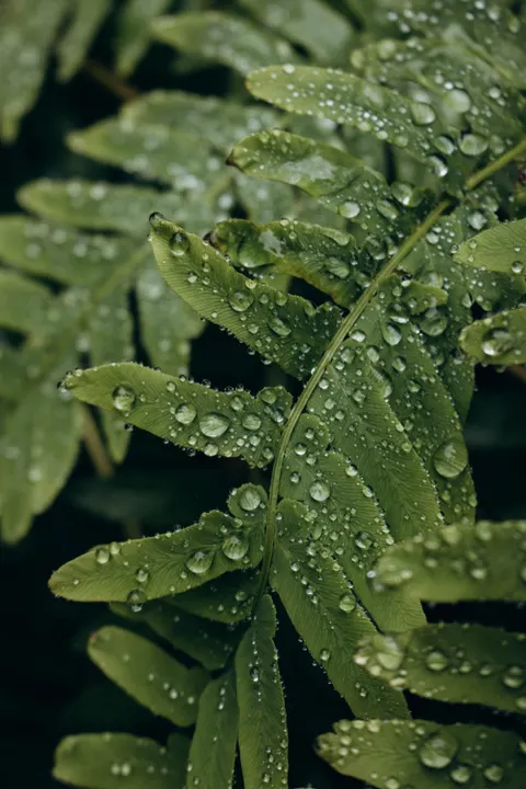 Rain Leaf Phone Wallpaper · rain · 1440×2160