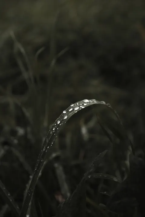 Rain Leaf Phone Wallpaper · rain · 1440×2160