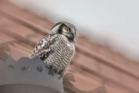 Baykuş 4K Duvar Kağıdı · animals · 3840×2560