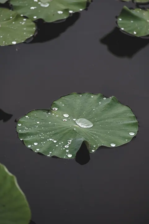 Rain Leaf Phone Wallpaper · rain · 1440×2160