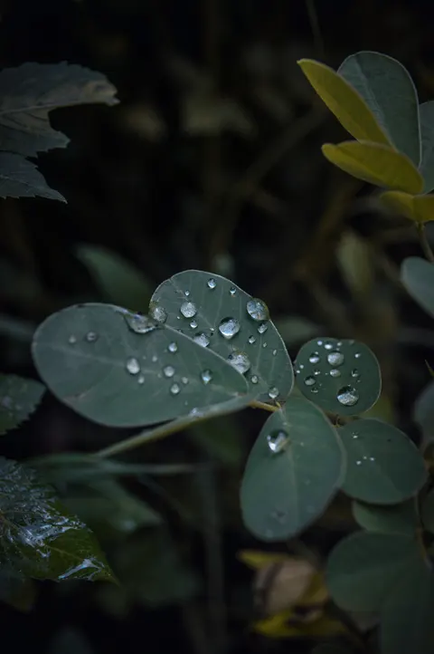 Rain Leaf Phone Wallpaper · rain · 1440×2166