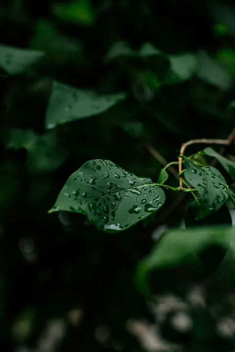 Rain Leaf Phone Wallpaper · rain · 1440×2157