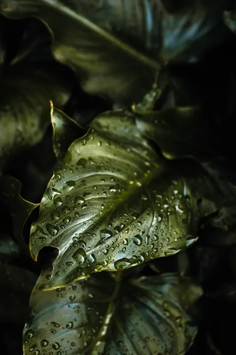 Rain Leaf Phone Wallpaper · rain · 1440×2160
