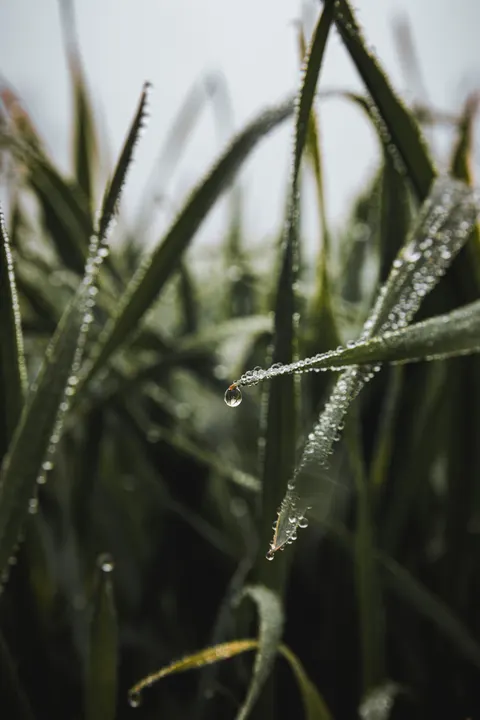 Rain Leaf Phone Wallpaper · rain · 1440×2160