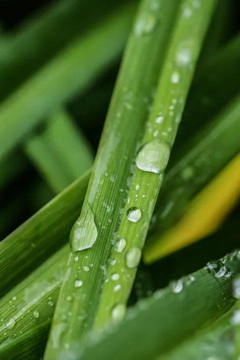 Rain Leaf Phone Wallpaper · rain · 1440×2160