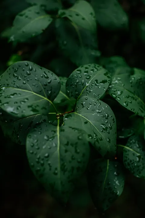 Rain Leaf Phone Wallpaper · rain · 1440×2157