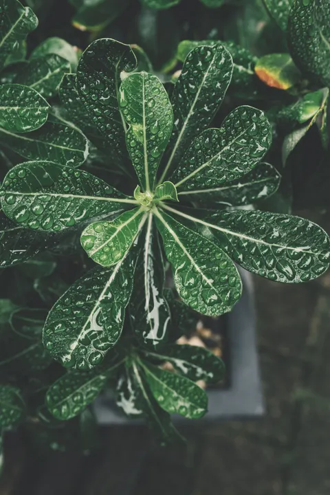 Rain Leaf Phone Wallpaper · rain · 1440×2160