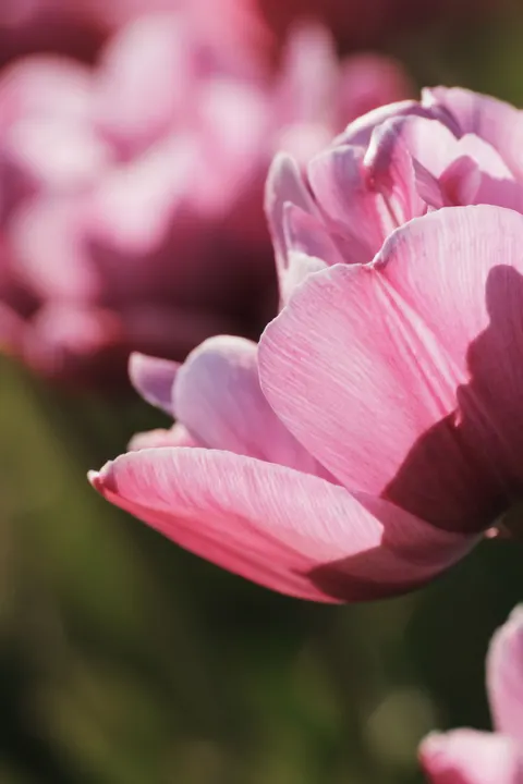 Petals Phone Wallpaper · petals · 1440×2160