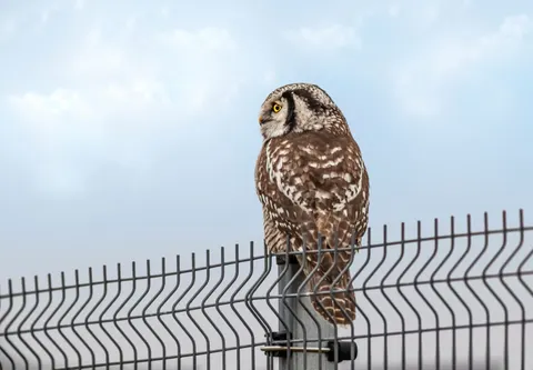 Sfondo Gufo 4K · animals · 3840×2668