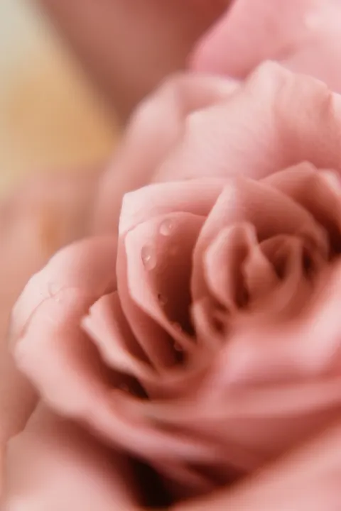 Blütenblätter Handy-Hintergrundbild · petals · 1440×2160