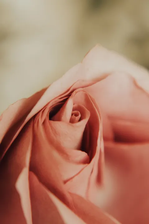 Petals Phone Wallpaper · petals · 1440×2160
