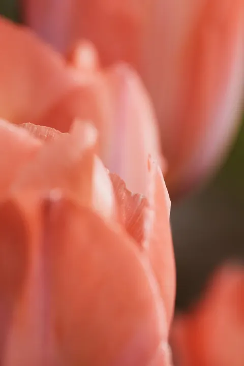 Petals Phone Wallpaper · petals · 1440×2160