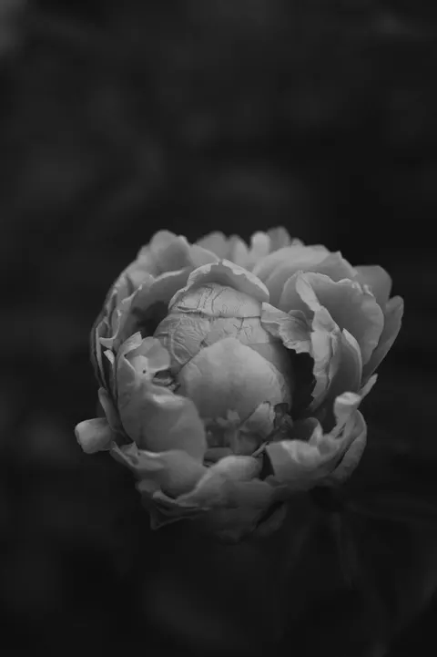 Petals Phone Wallpaper · petals · 1440×2164