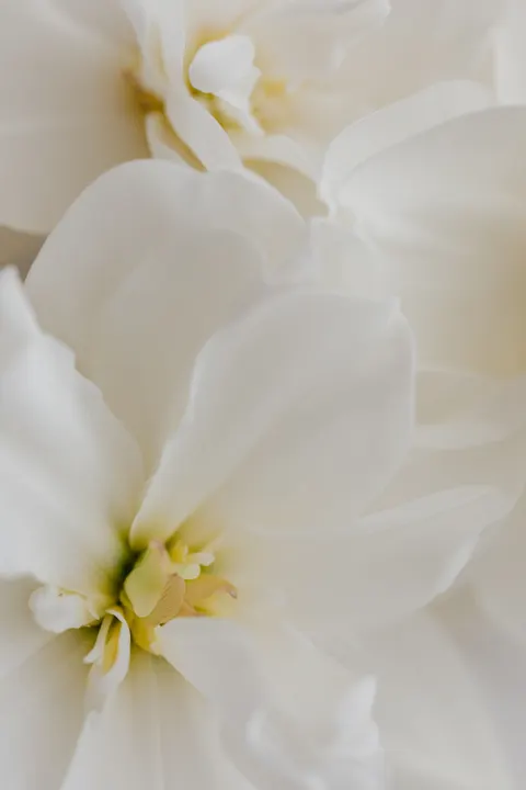 Petals Phone Wallpaper · petals · 1440×2160